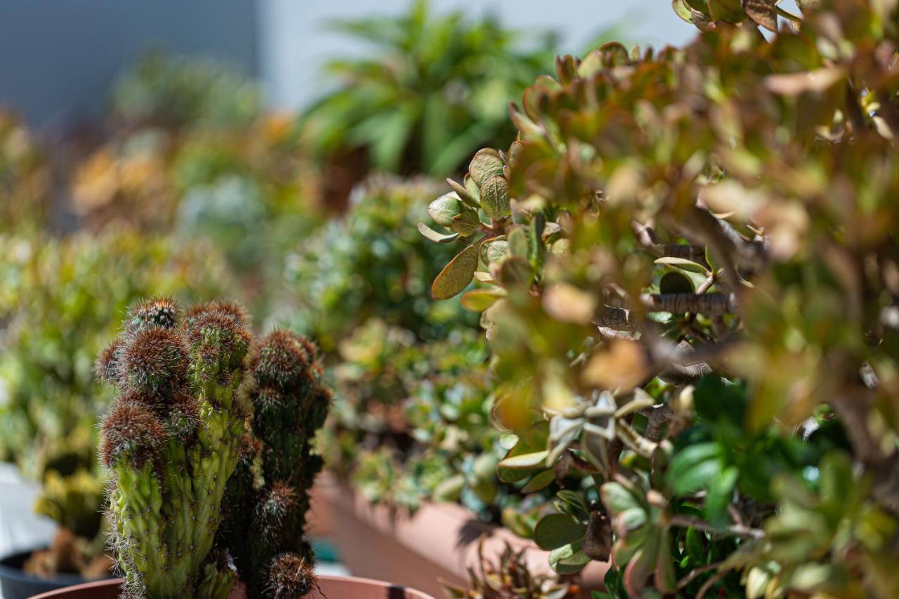 Cactopia Apartments- Hoya-Aeonium Rethymno Exteriér fotografie